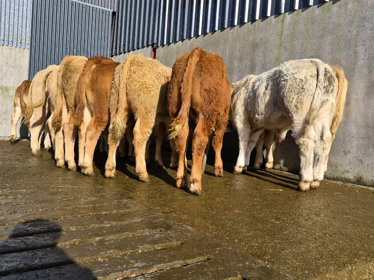 10 Super Bull Weanlings - Image 2
