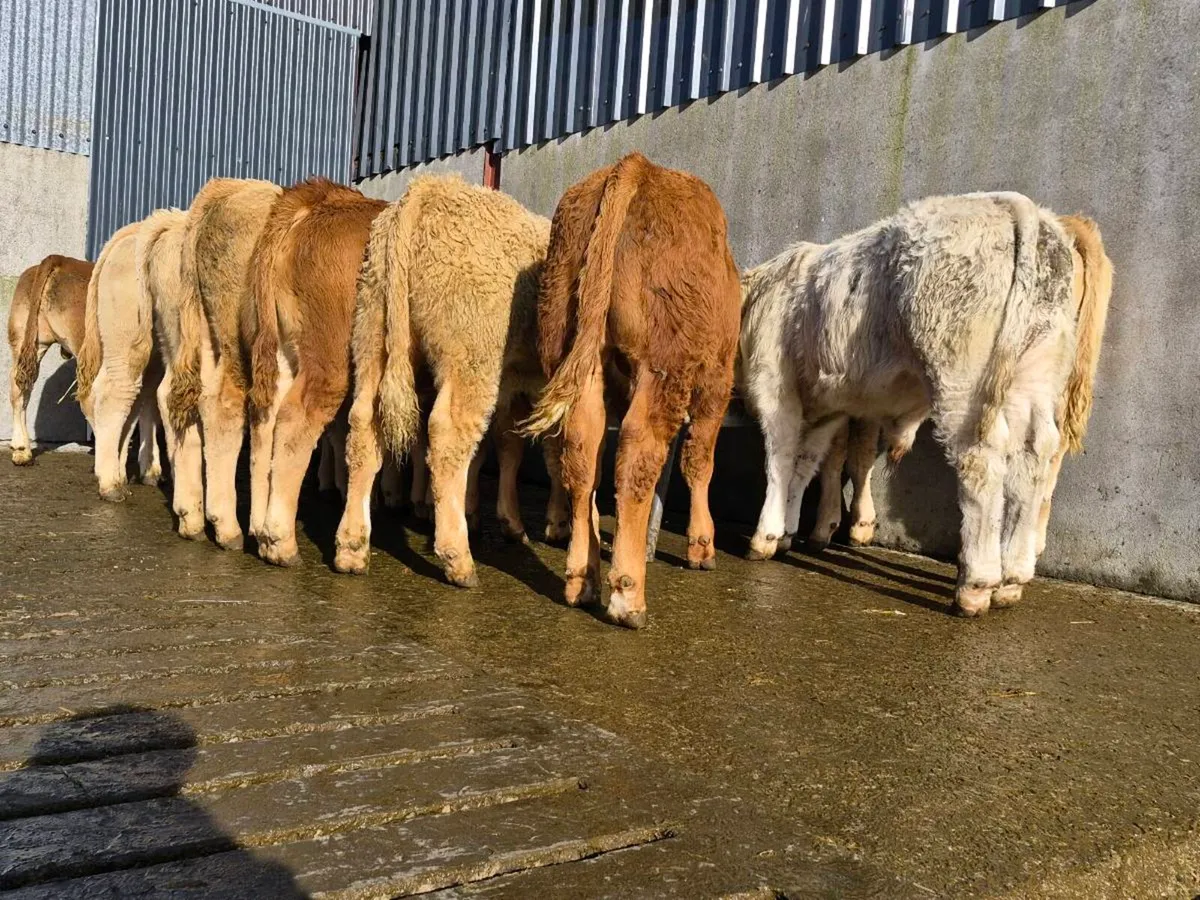 10 Super Bull Weanlings - Image 3