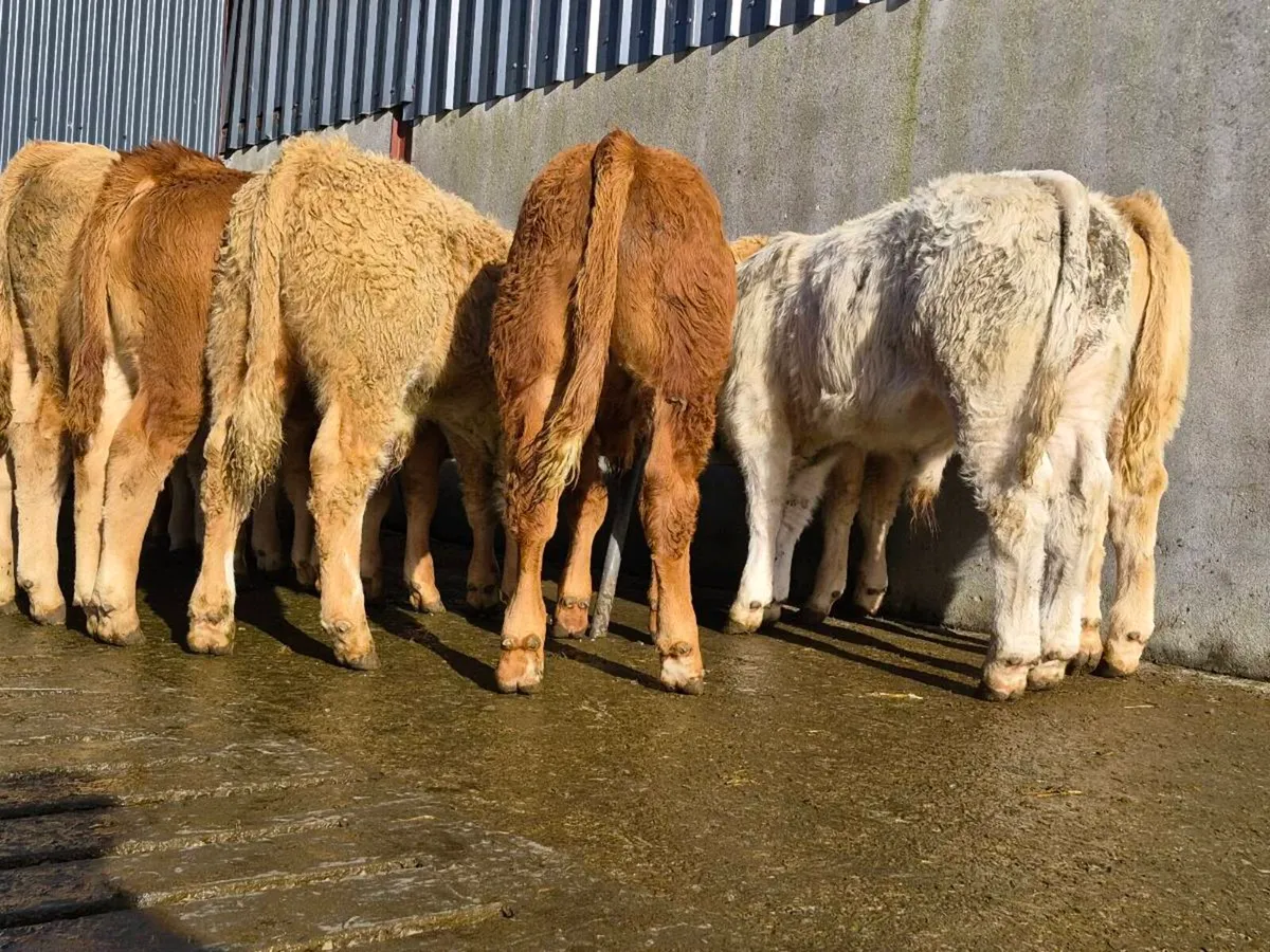 10 Super Bull Weanlings - Image 4