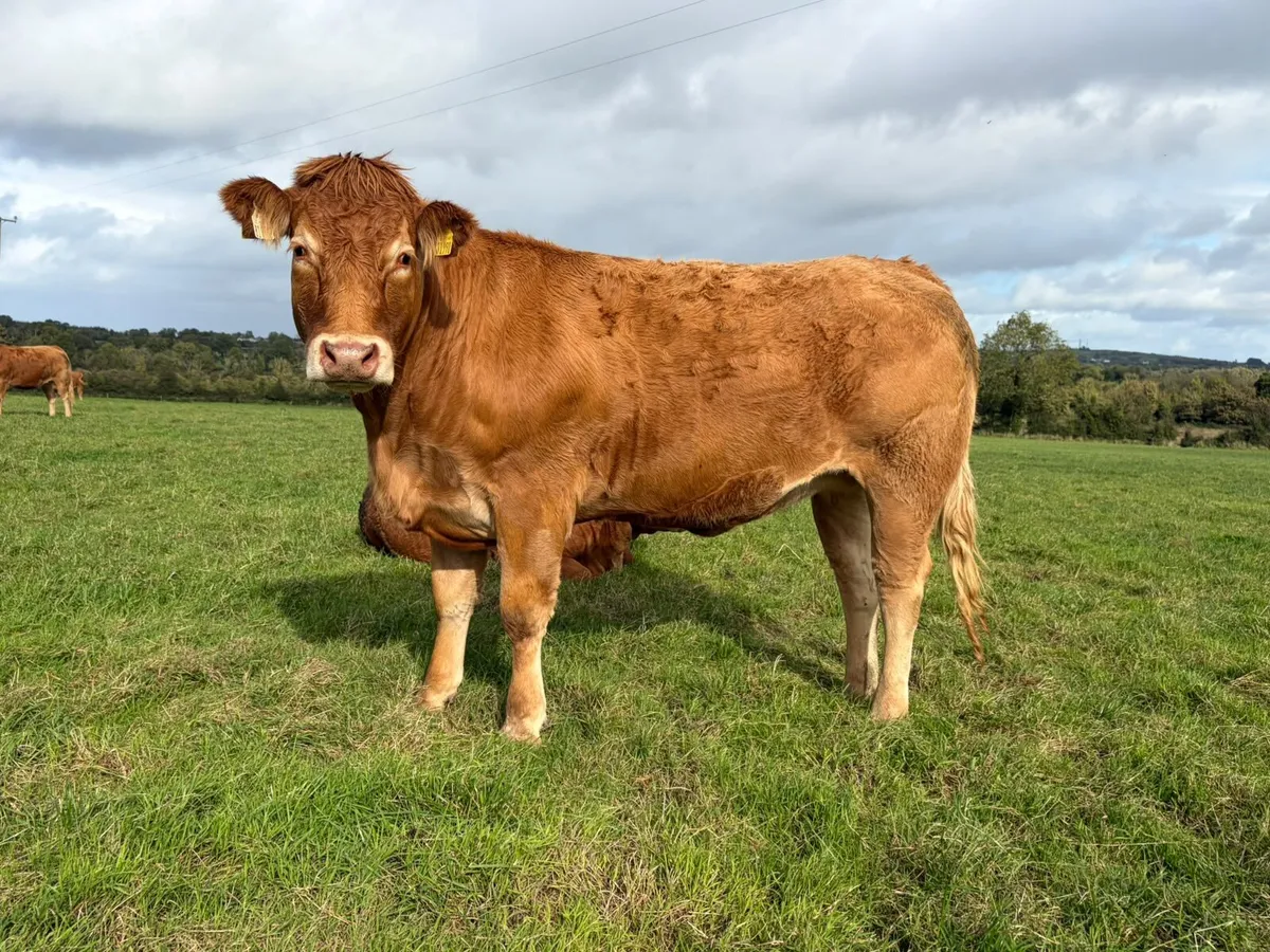 Annual Sale-28 home bred in calf Limousin heifers - Image 2