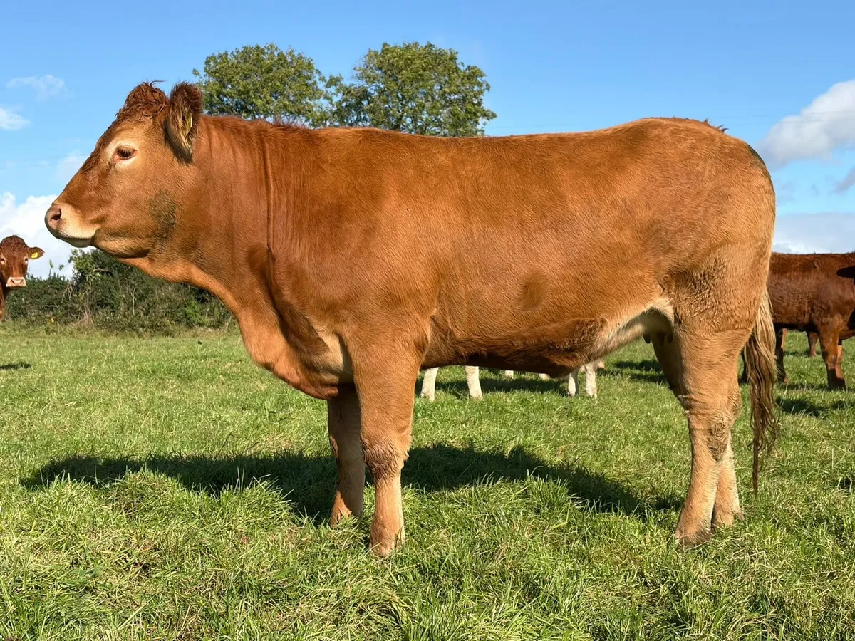 Annual Sale-28 home bred in calf Limousin heifers - Image 3