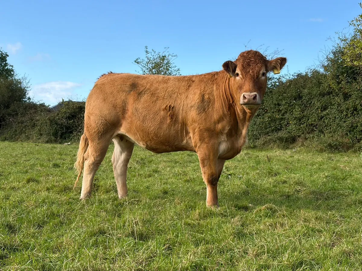 Annual Sale-28 home bred in calf Limousin heifers - Image 4