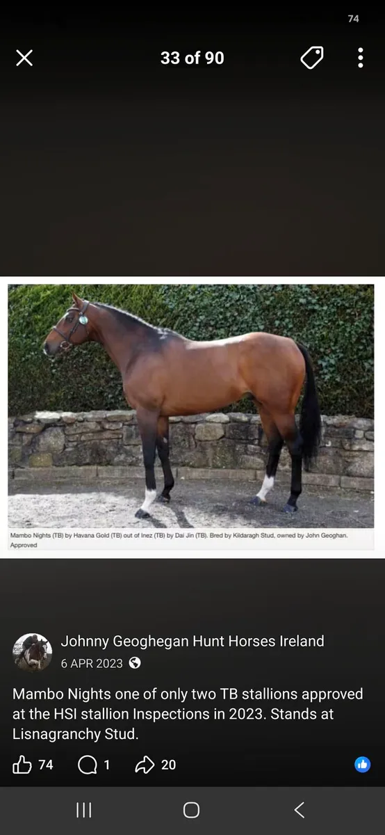 15.3 bay filly out of Mambo Nights - Image 3