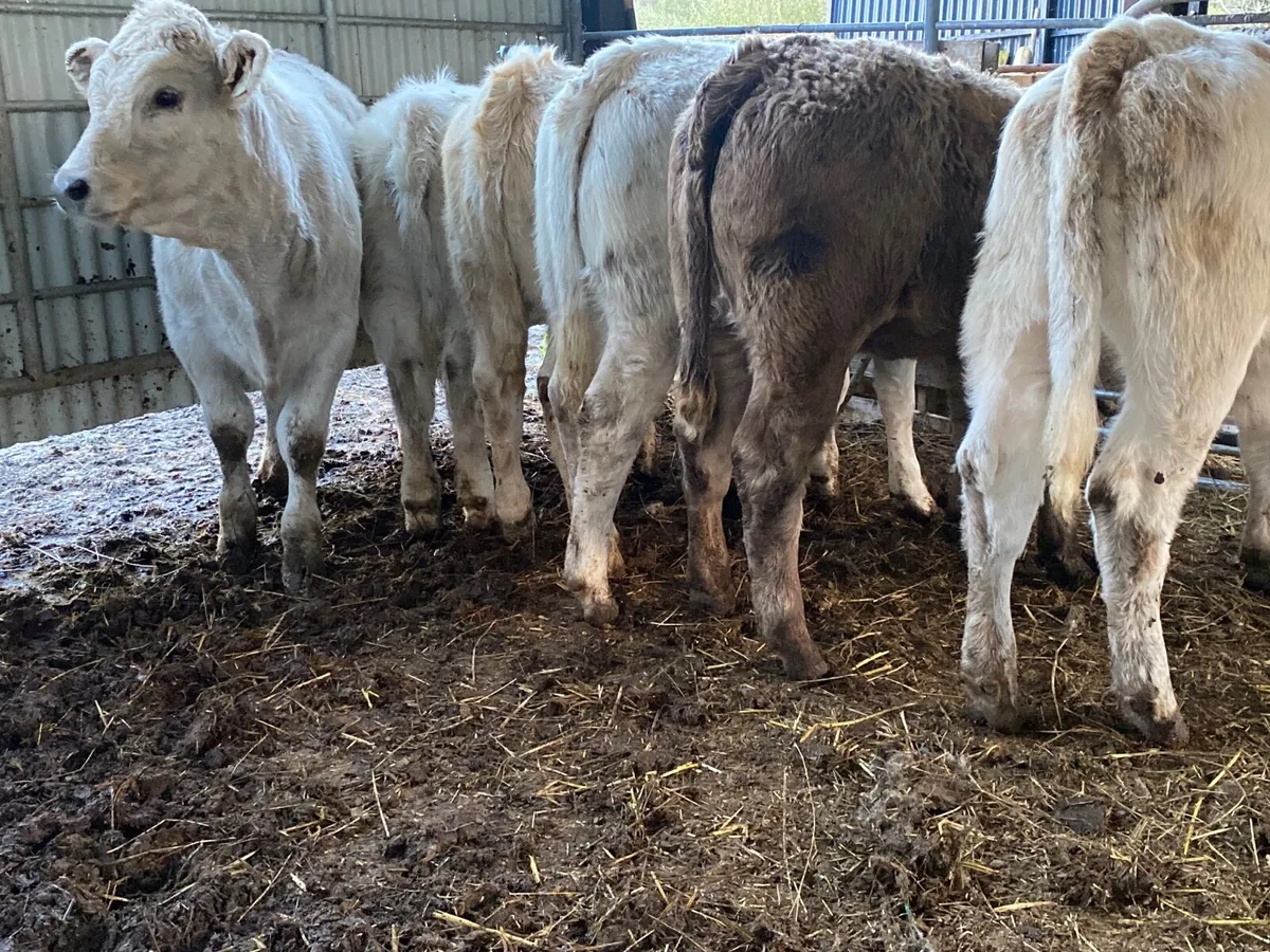 6 Super Charolais Heifer Weanlings - Image 3