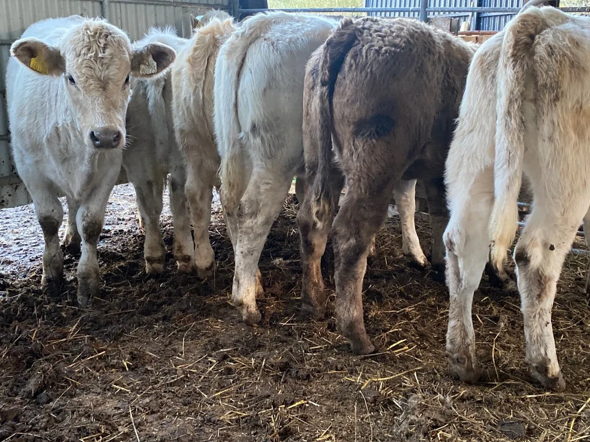 6 Super Charolais Heifer Weanlings - Image 4