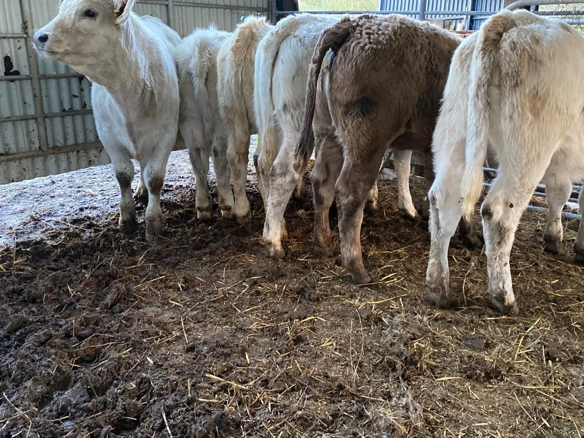 6 Super Charolais Heifer Weanlings - Image 1