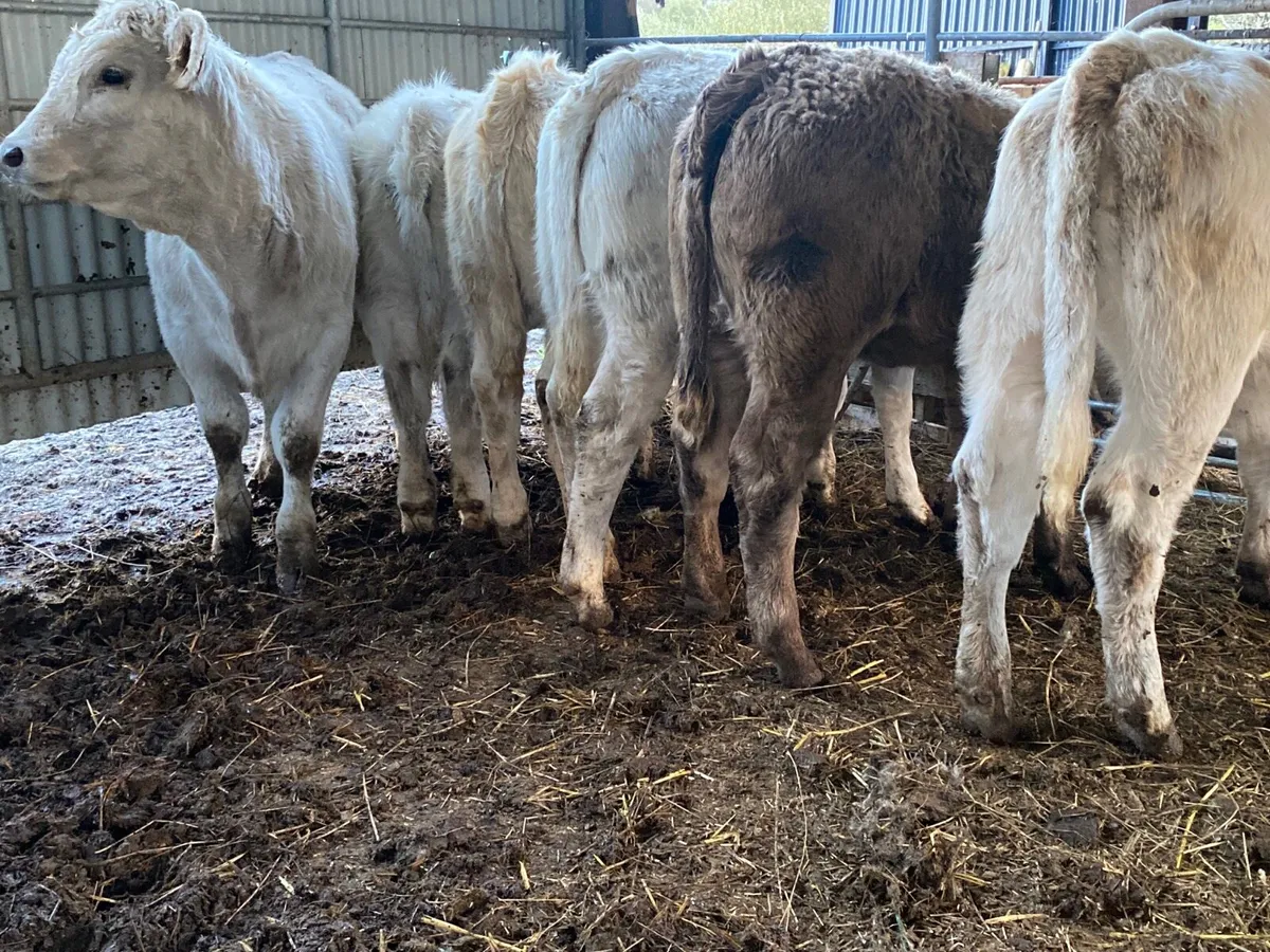 6 Super Charolais Heifer Weanlings - Image 2