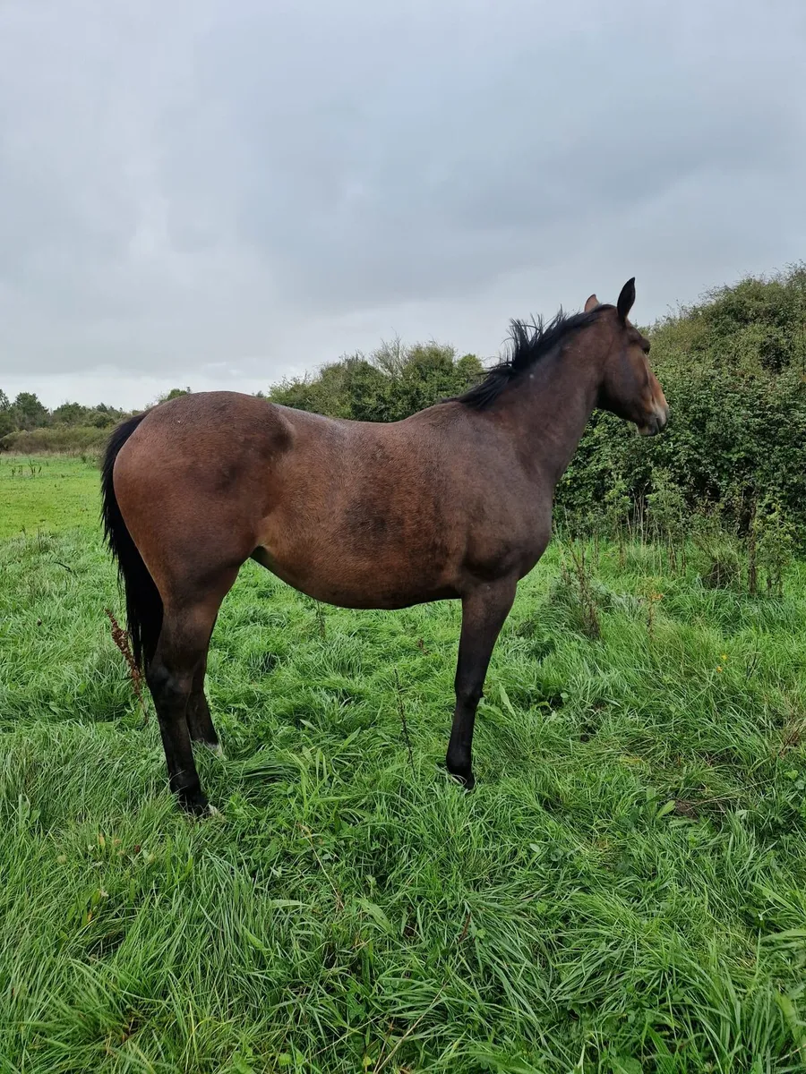 15.3 bay filly out of Mambo Nights - Image 2