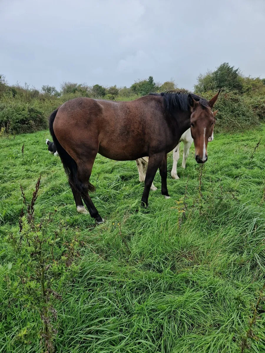 15.3 bay filly out of Mambo Nights - Image 4