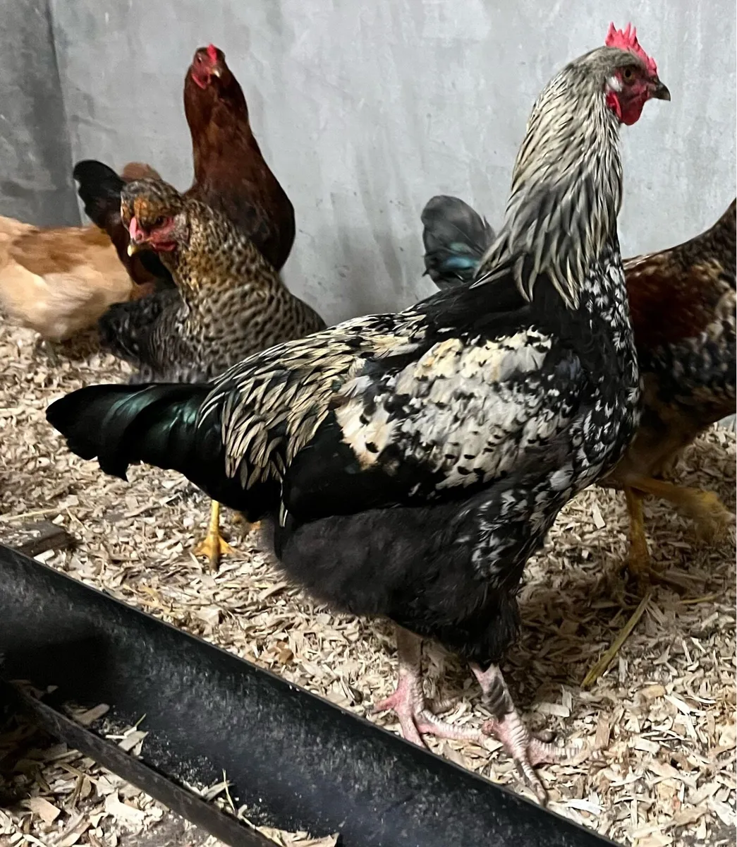 Rooster - Image 3
