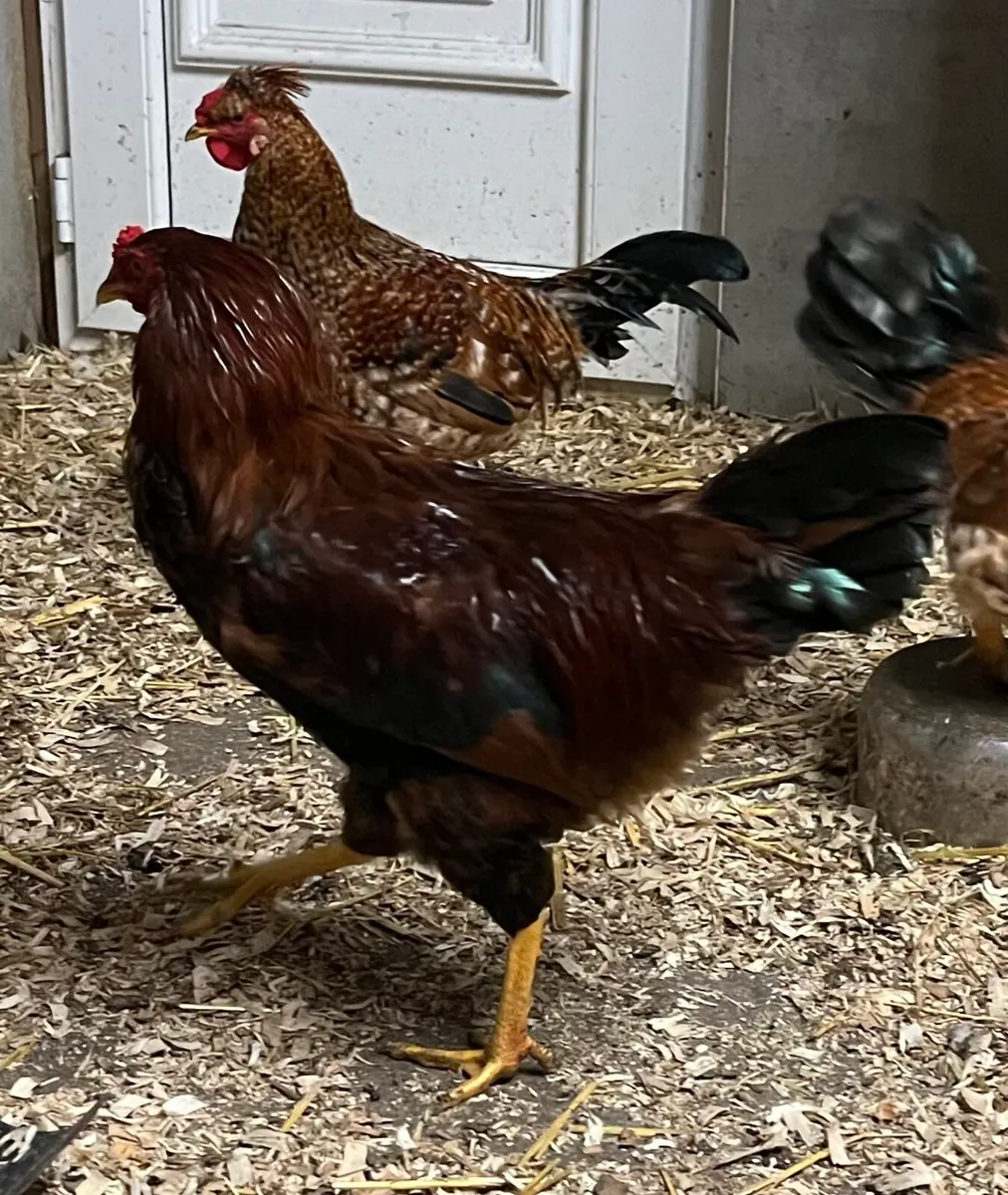 Rooster - Image 2