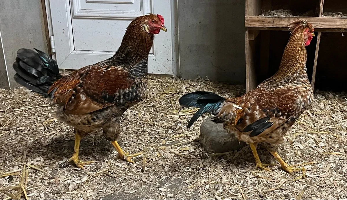 Rooster - Image 1