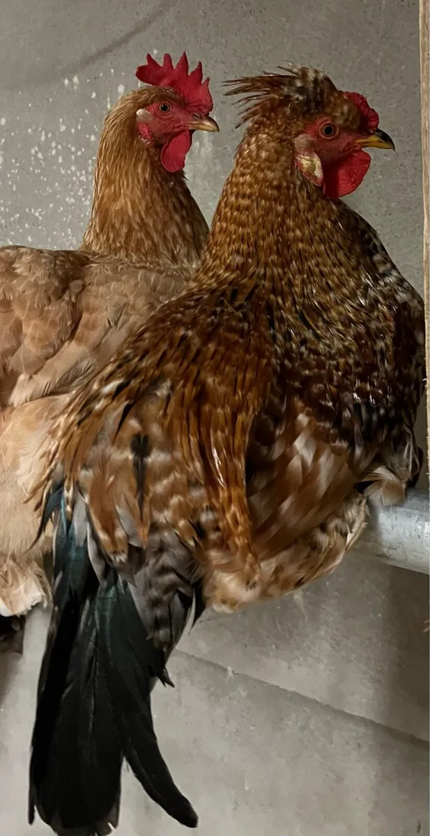 Rooster - Image 4