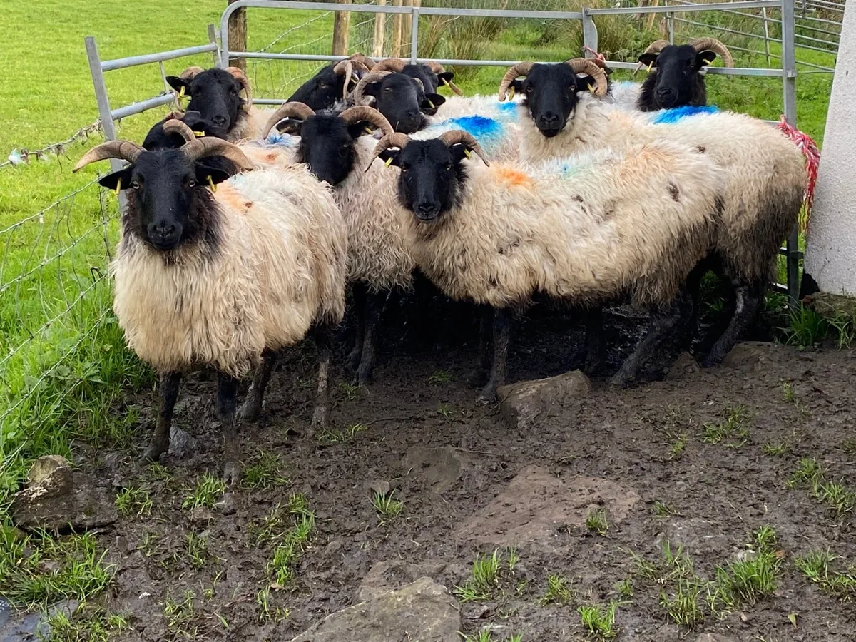 12 Super Horned Hoggets - Image 2