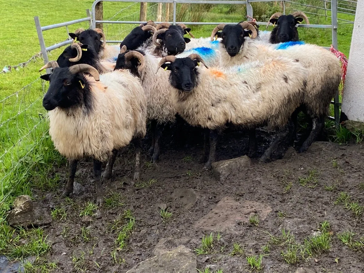 12 Super Horned Hoggets - Image 3