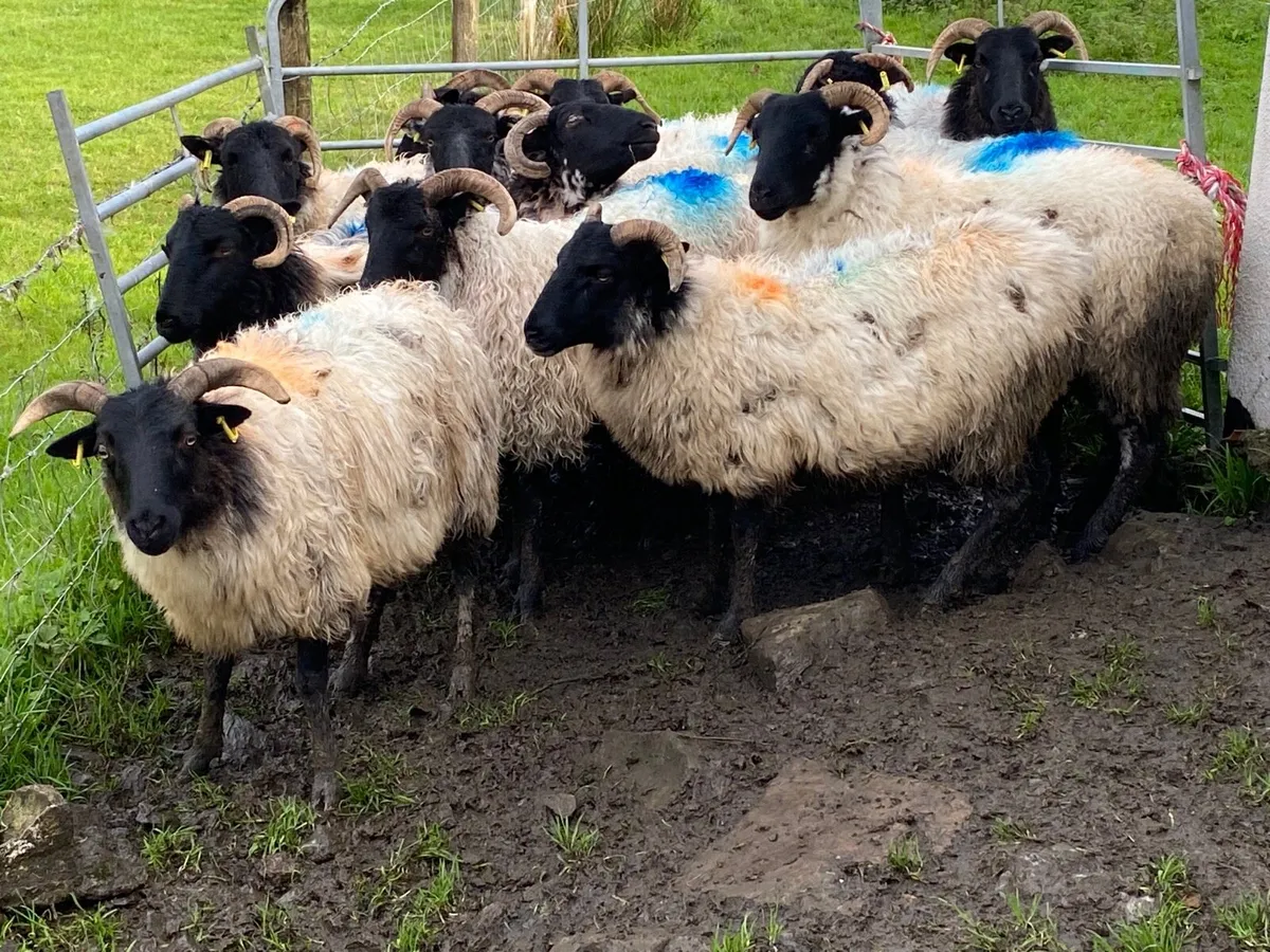 12 Super Horned Hoggets - Image 4