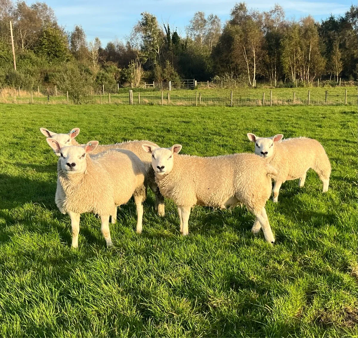 Four Pedigree Texel Ewe Lambs