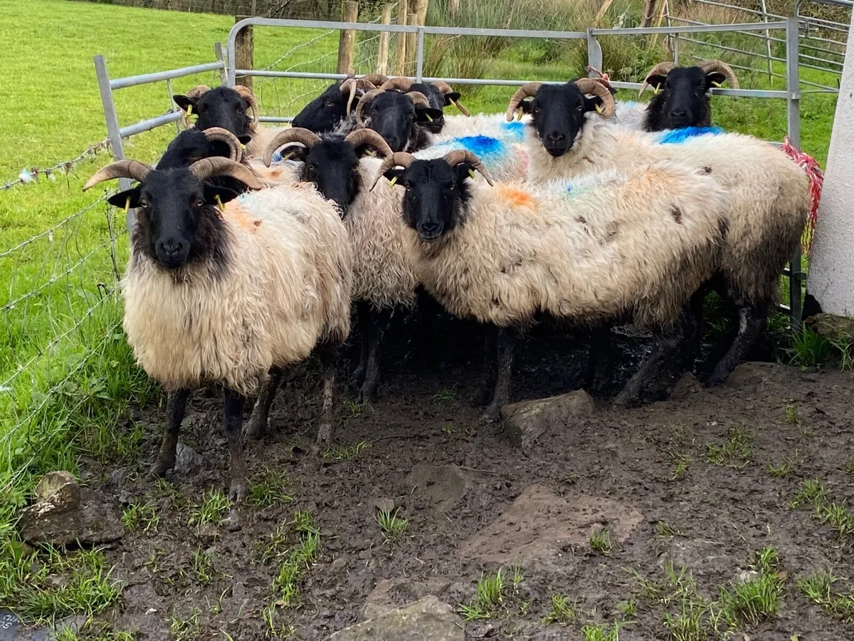 12 Super Horned Hoggets - Image 1