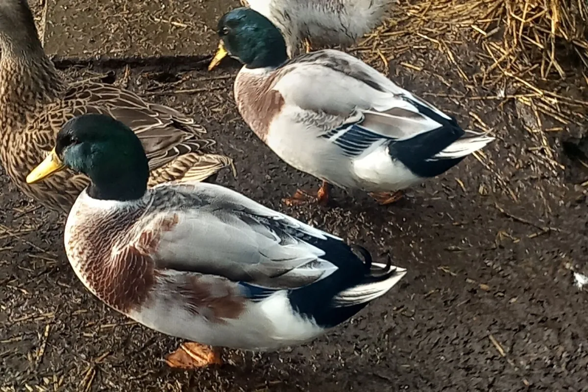 Silver bantam drakes - Image 2