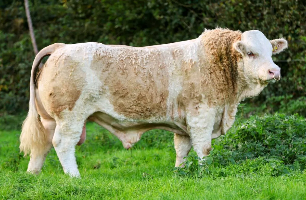 🔥PBR Simmental Bull 🔥 - Image 1