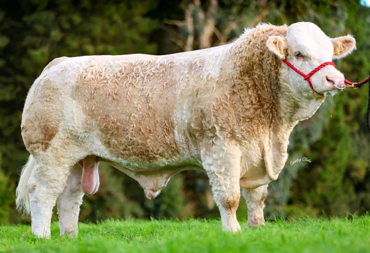 🔥PBR Simmental Bull 🔥 - Image 2