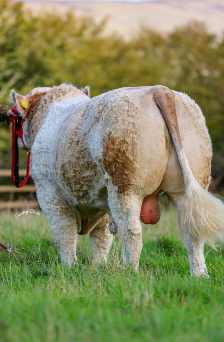 🔥PBR Simmental Bull 🔥 - Image 3