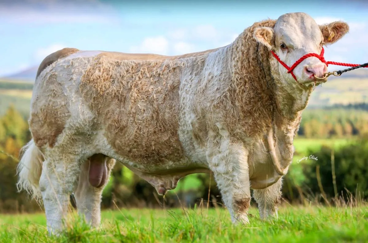 🔥PBR Simmental Bull 🔥 - Image 4