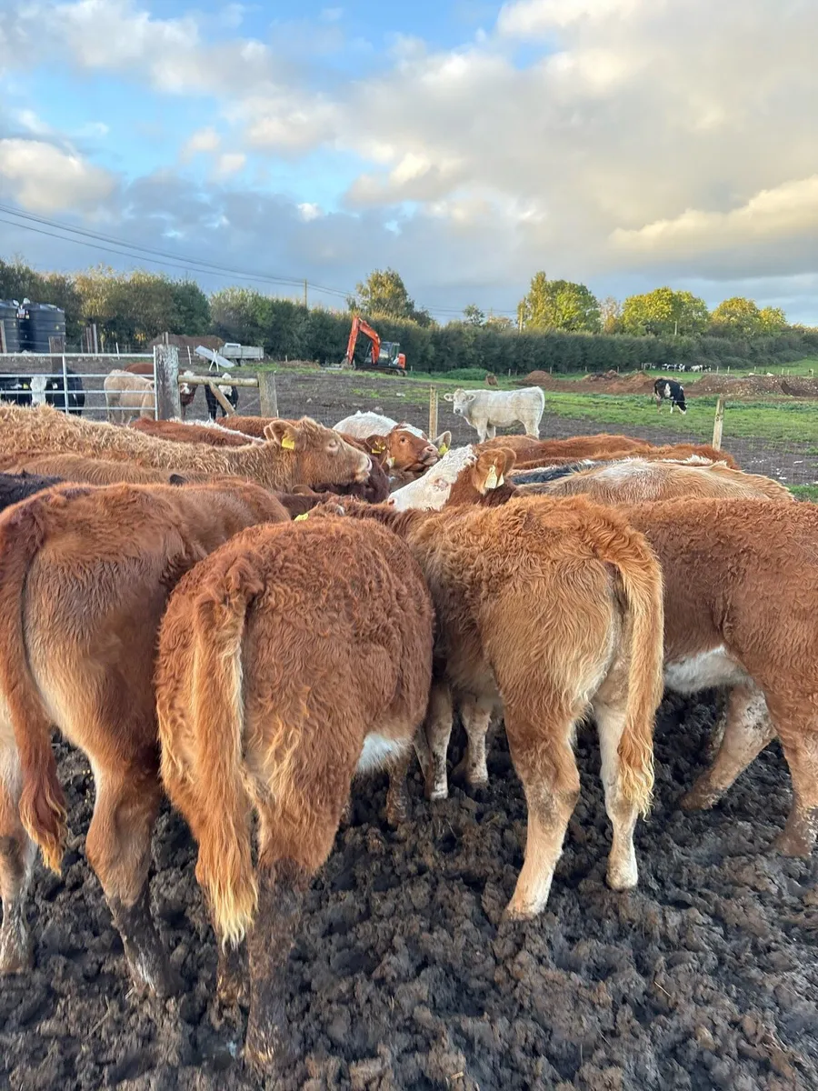 20 super 300kg suckler bred Weanling heifers 🔥 - Image 1