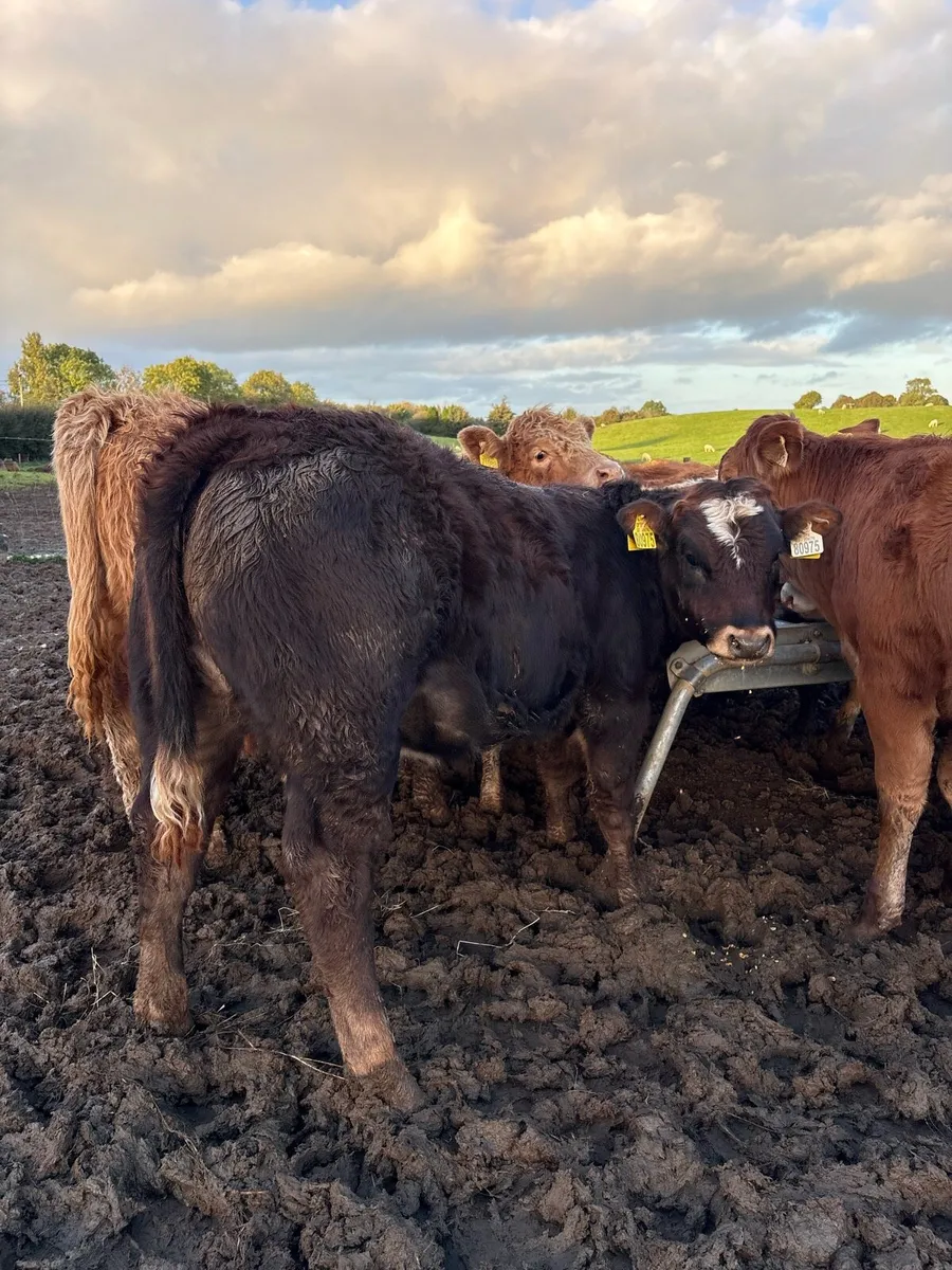 20 super 300kg suckler bred Weanling heifers 🔥 - Image 2