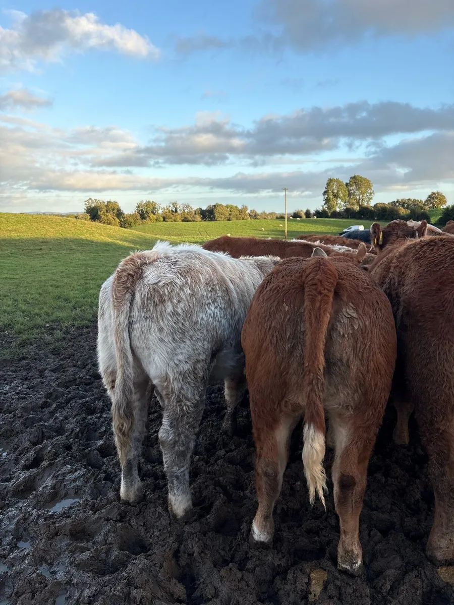 20 super 300kg suckler bred Weanling heifers 🔥 - Image 3