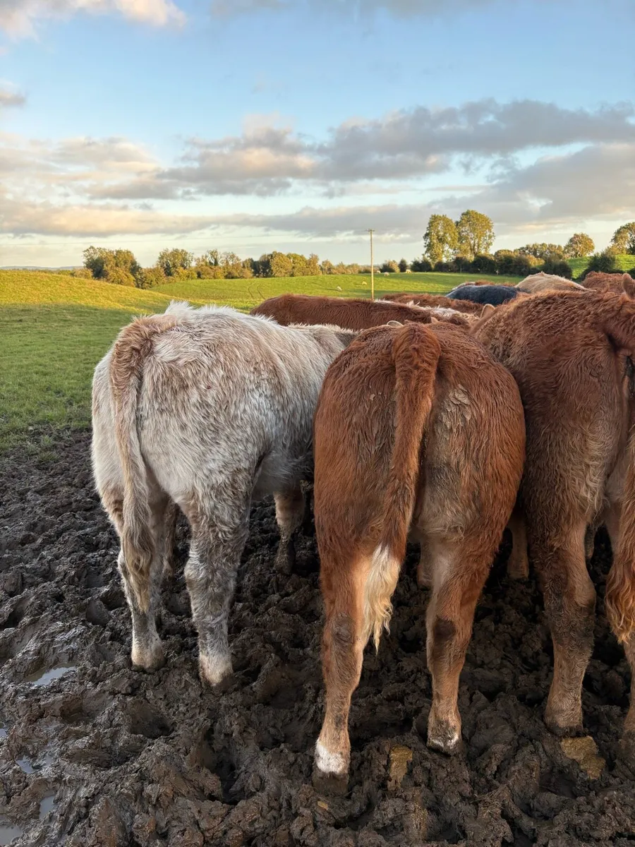 20 super 300kg suckler bred Weanling heifers 🔥 - Image 4