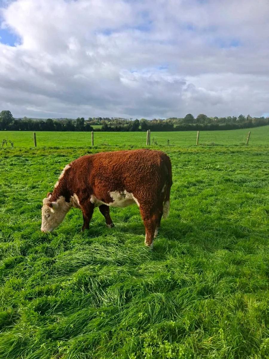 Pedigree Hereford heifer - Image 1