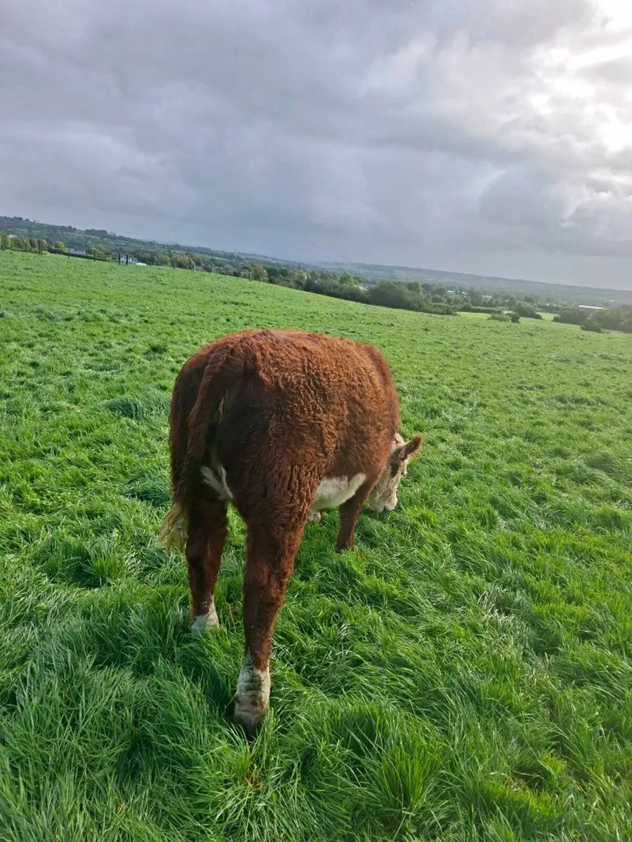 Pedigree Hereford heifer - Image 2