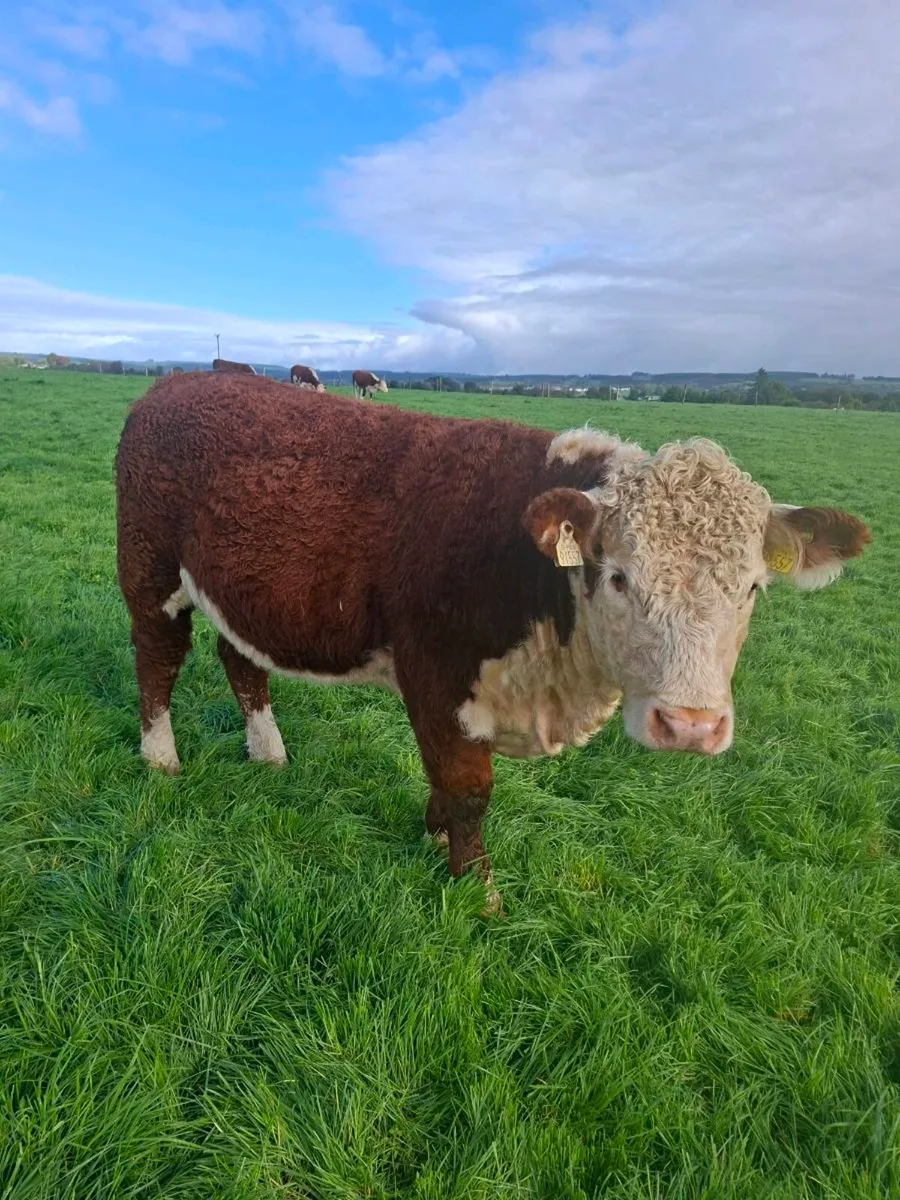 Pedigree Hereford heifer - Image 3