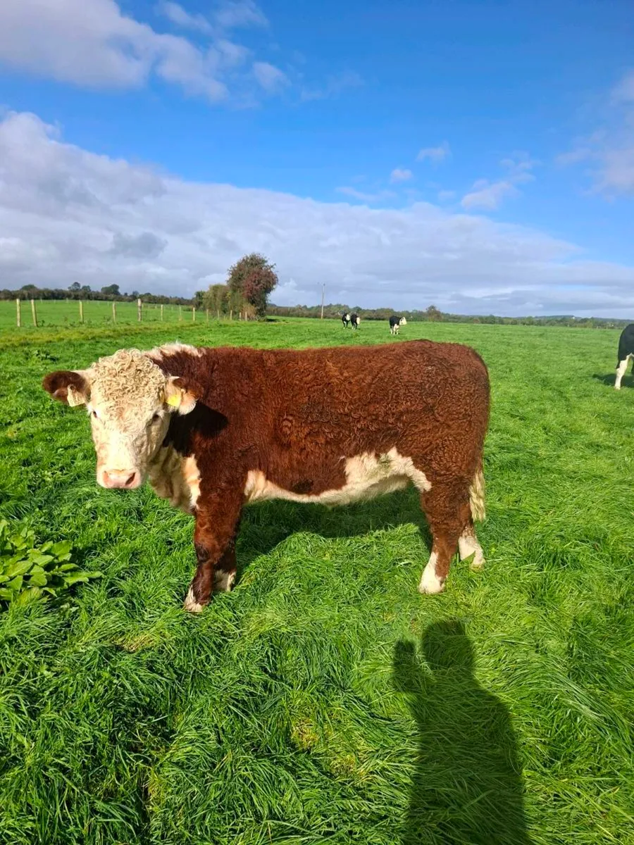 Pedigree Hereford heifer - Image 4