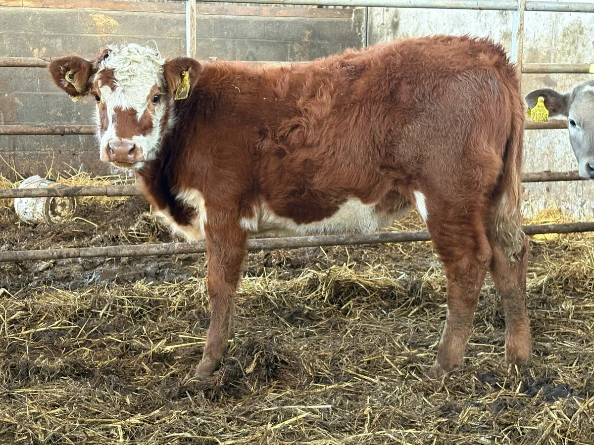 2 smashing runner heifers - Image 1