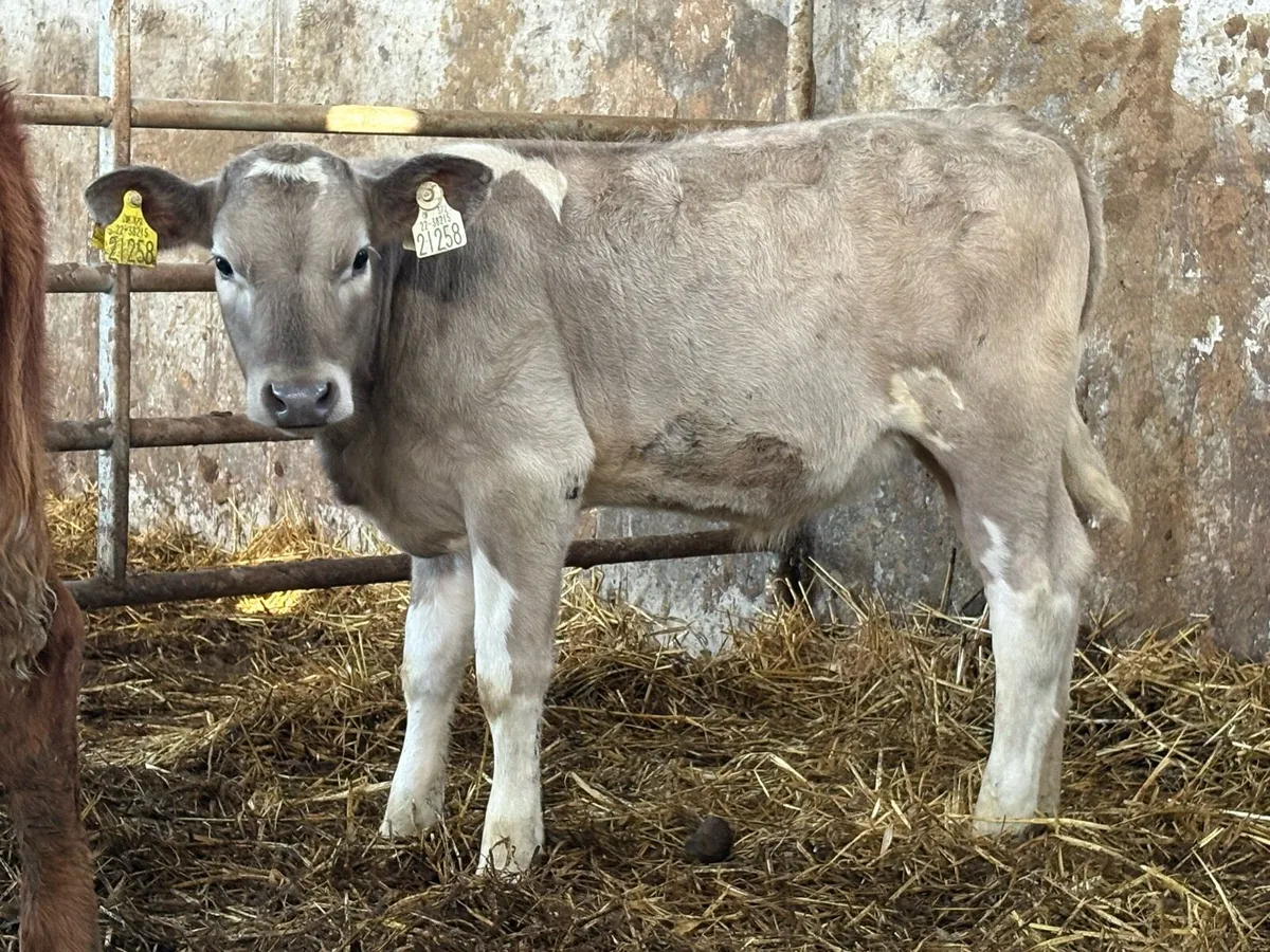 2 smashing runner heifers - Image 2