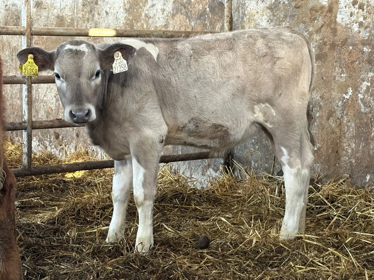 2 smashing runner heifers - Image 3