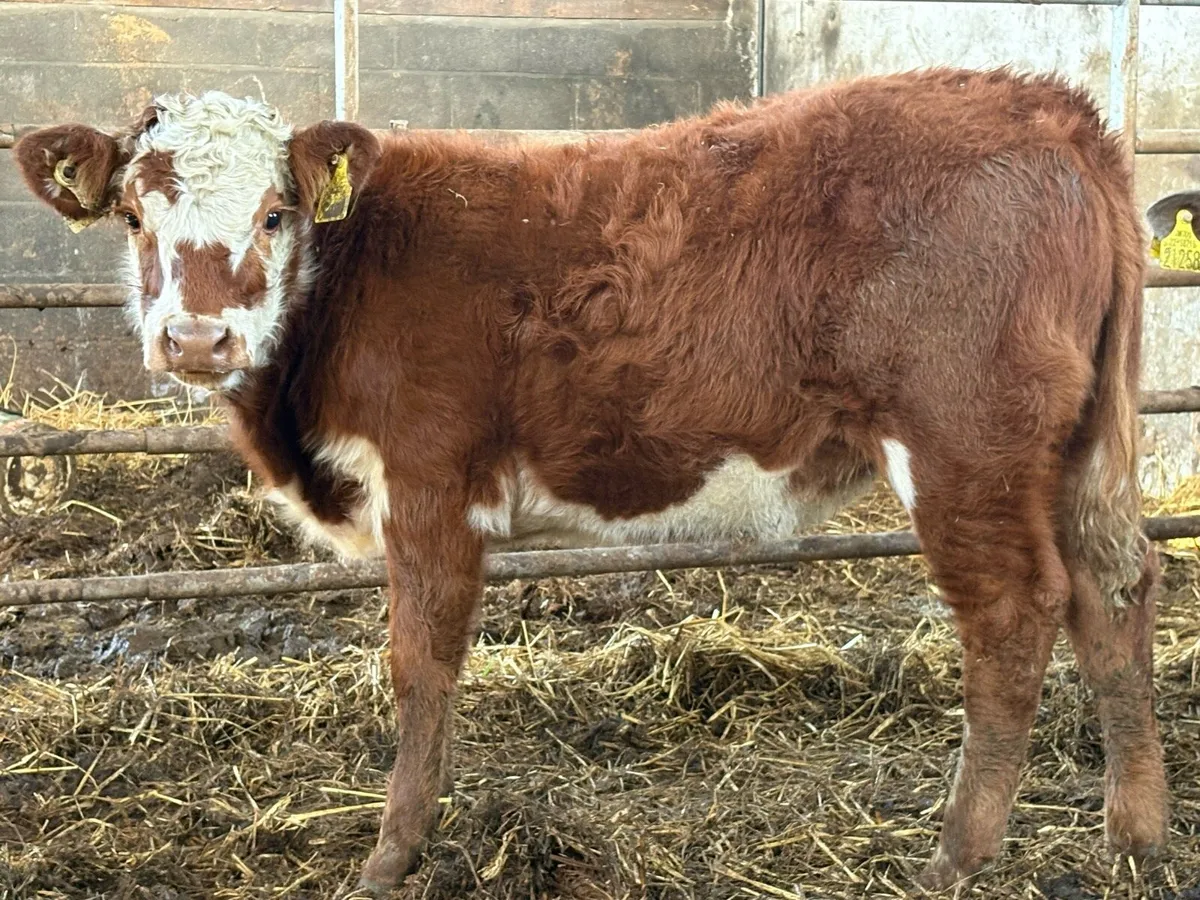 2 smashing runner heifers - Image 4