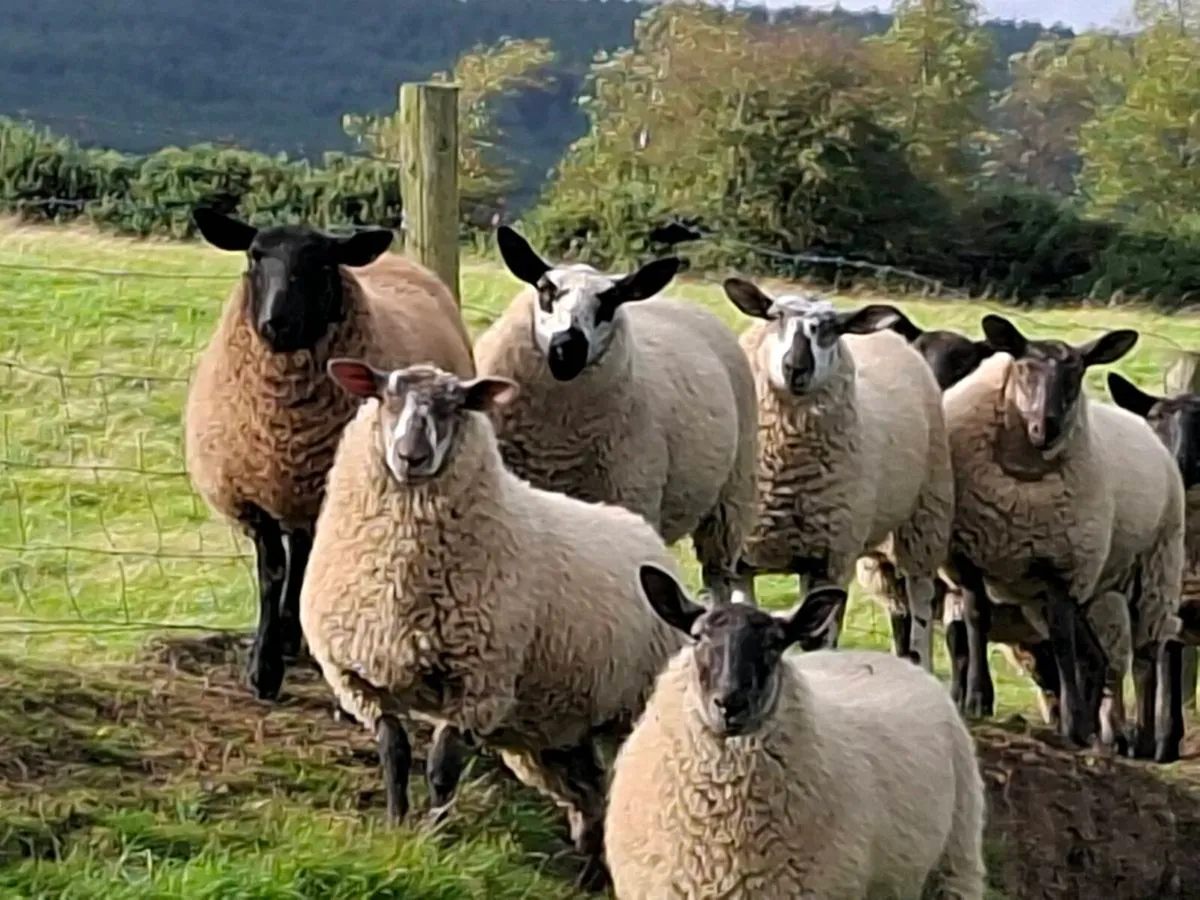 Ewe lambs - Image 1