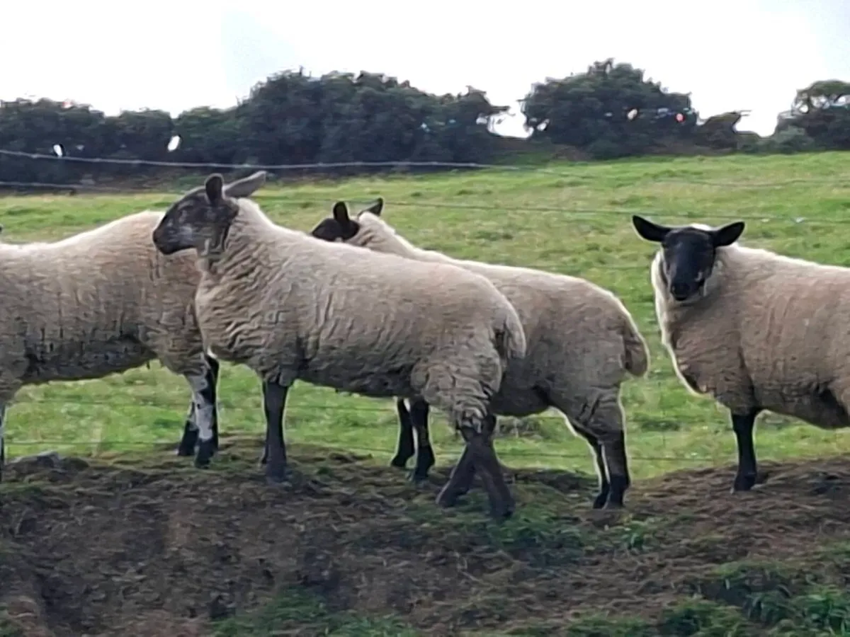 Ewe lambs - Image 2