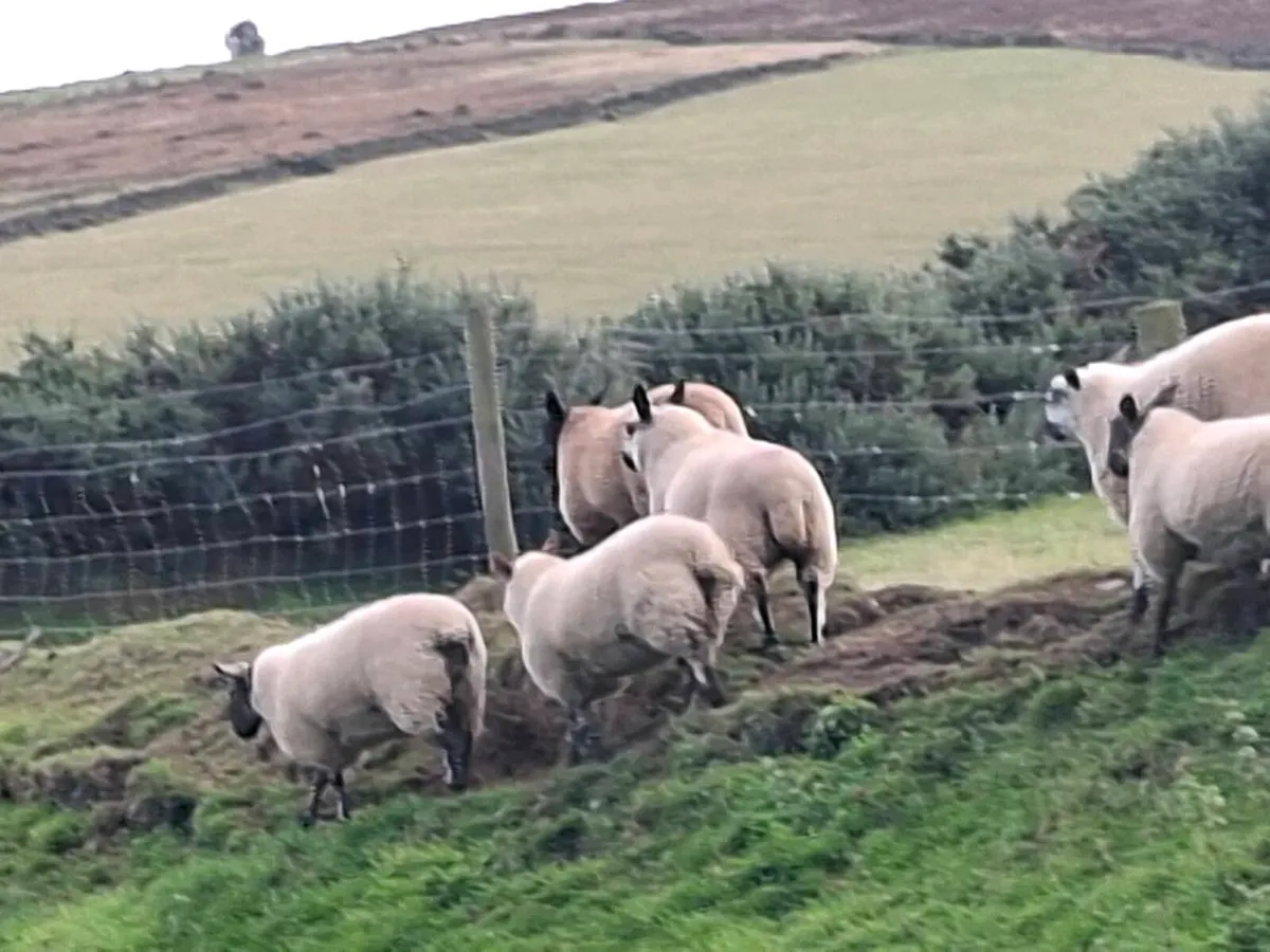 Ewe lambs - Image 3