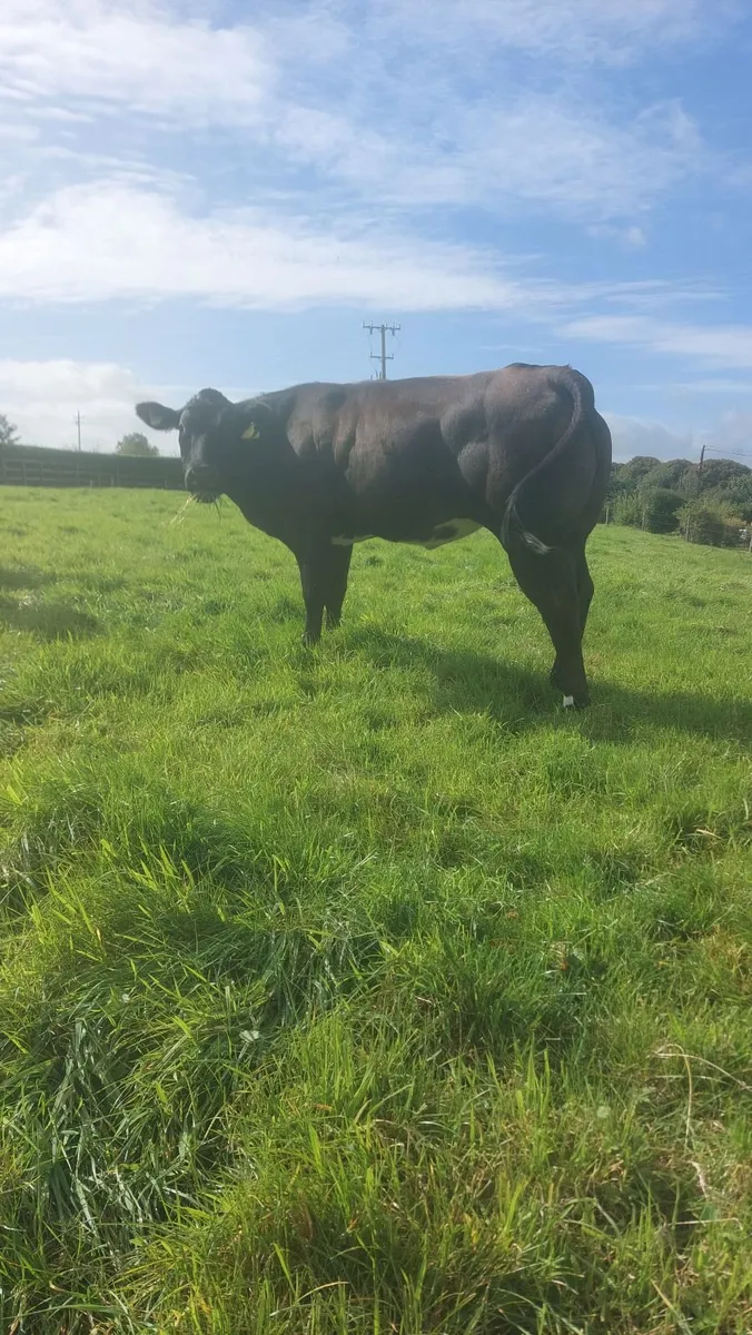BBx Heifer - Image 2