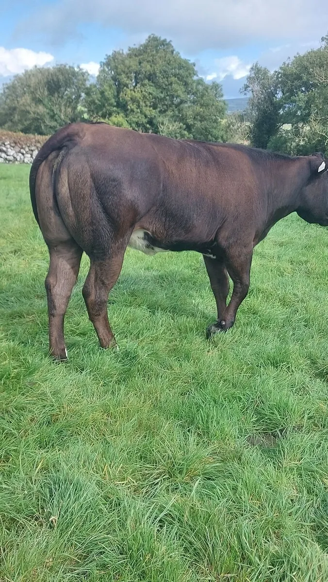 BBx Heifer - Image 3