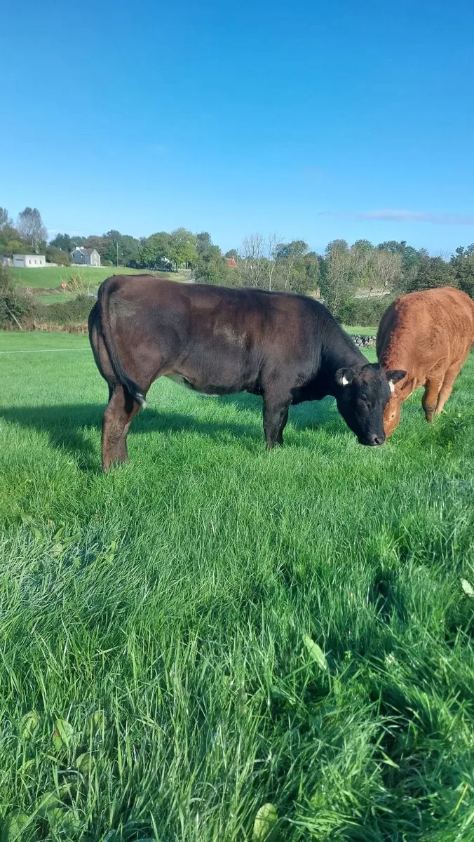 BBx Heifer - Image 4