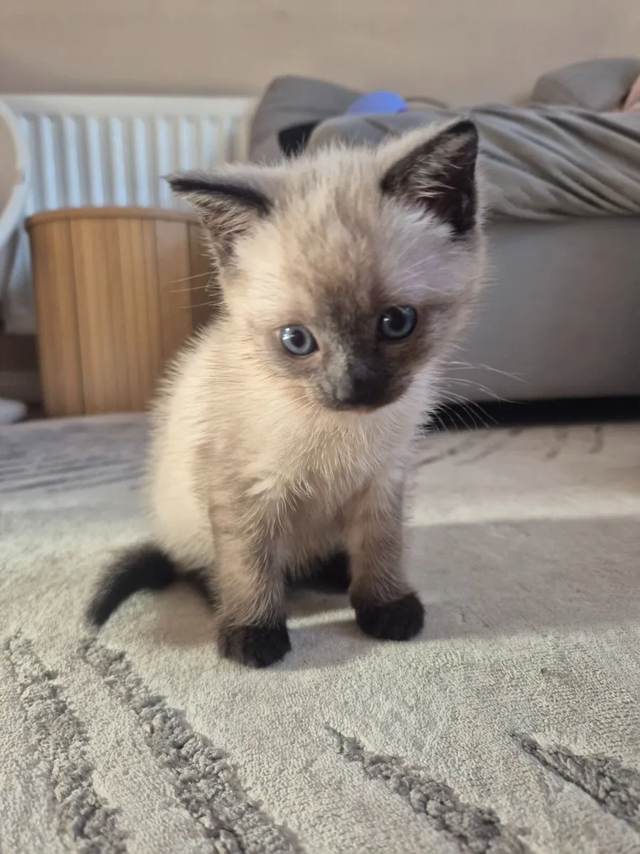 Kitten - Image 2