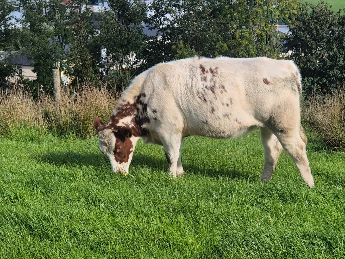Heifers Belgian Blue - Image 1