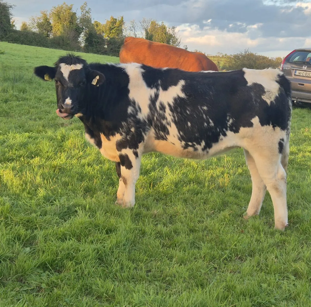 Heifers Belgian Blue - Image 2