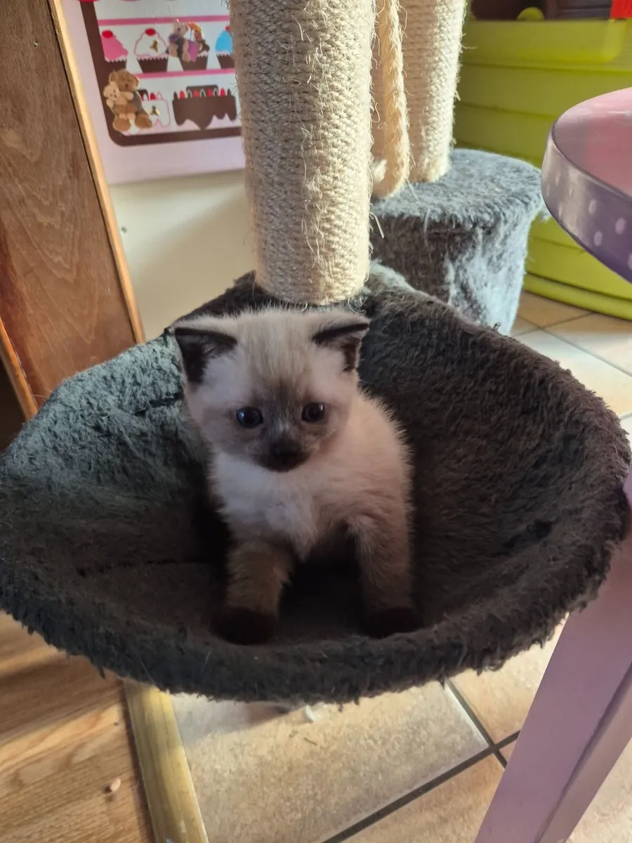 Kitten - Image 3