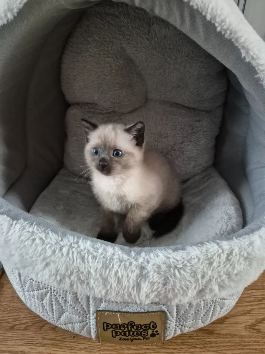 Kitten - Image 4